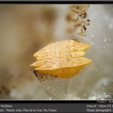 Wulfenite
fov 1.8 mm
(Autor: ploum)