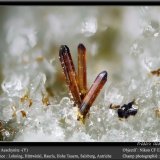 Aeschynite-(Y)
fov 0.8 mm
(Autor: ploum)