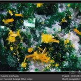 Kasolite and Torbernite
fov 4.5 mm
(Autor: ploum)