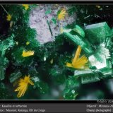 Kasolite and Torbernite
fov 1.8 mm
(Autor: ploum)