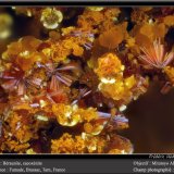 Beraunite and Cacoxenite
fov 1,7 mm
(Autor: ploum)