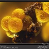 Cacoxenite
fov 1 mm
(Autor: ploum)