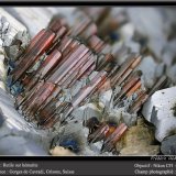 Rutile on Hematite
fov 5.5 mm
(Autor: ploum)