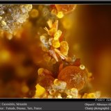 Cacoxenite and Beraunite
fov 1.5 mm
(Autor: ploum)