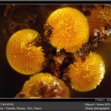 Cacoxenite
fov 1.0 mm
(Autor: ploum)