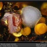 Beraunite, Strengite and Cacoxenite
fov 1.1 mm
(Autor: ploum)