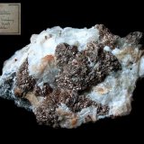Nickeline
5 x 3,5 cm
(Autor: Andreas Gerstenberg)