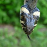 _Natrix natrix (of course a snake, not a mineral ;-))
(Autor: Tobi)