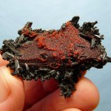 Gaudefroyite, Andradite and Ettringite
57 x 38 x 17 mm
(Autor: Pierre Joubert)