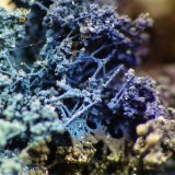 Goethite
F.O.V approximately 5 -15 mm
(Autor: Pierre Joubert)