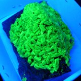 Autunite
10 x 5 x 5 cm
(Autor: Benj)