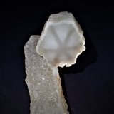 Quartz (variety trapiche)
105 mm x 44 mm x 44 mm
(Autor: Don Lum)
