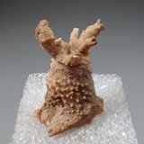 Aragonite
28mm x 23mm x 17mm
(Autor: Don Lum)