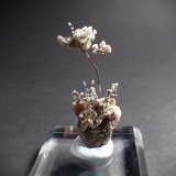 Silver, Calcite
44 mm x 18 mm x 11 mm
(Autor: Don Lum)