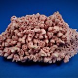 Rhodochrosite after Calcite
12 cm x 6.1 cm x 3.4 cm
(Autor: Don Lum)