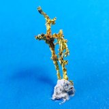 Gold
14.5 mm x 6 mm
(Autor: Don Lum)