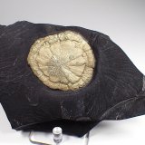 Pyrite
168 mm x 97 mm x 25 mm
(Autor: Don Lum)