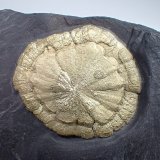 Pyrite
168 mm x 97 mm x 25 mm
(Autor: Don Lum)