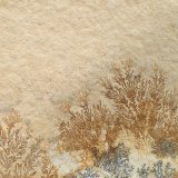 manganese oxides on limestone
92 mm x 73 mm x 7 mm
(Autor: Don Lum)