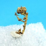 Native Gold
9 mm x 5.5 mm
(Autor: Don Lum)