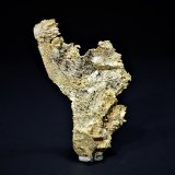 Gold
36 mm x 20 mm
(Autor: Don Lum)