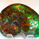 Calcite after ammonite
272 mm x 200 mm
(Autor: Don Lum)