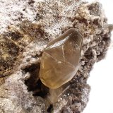 Calcite (twinned)
82 mm x 75 mm x 51 mm (crystal size 26 mm x 15 mm)
(Autor: Don Lum)