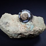 Opal-CT (variety lussatite) after fossil (Helix ramondi)
92 mm x 45 mm x 39 mm
(Autor: Don Lum)