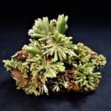 Pyromorphite
46 mm x 36 mm x  33 mm
(Autor: Don Lum)