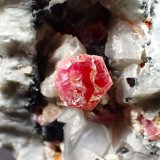 Pezzottaite, Beryl (variety aquamarine)), Schorl, Albite
69 mm x 43 mm x 44 mm
(Autor: Don Lum)