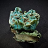 'Apatite' (variety odontolite after fossil tooth)
28.5 mm x 22.4 mm x 20 mm
(Autor: Don Lum)