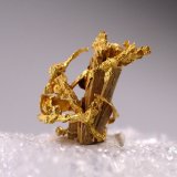Gold
6.5 mm x 7 mm
(Autor: Don Lum)