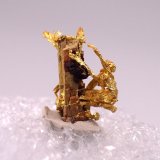 Gold
6.5 mm x 7 mm
(Autor: Don Lum)