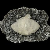 Calcite
11.5 x 8.1 x 3.5 cm
(Autor: Frank Imbriacco)