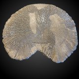 Pyrite
90 mm x 80 mm x 5 mm
(Autor: Dany Mabillard)