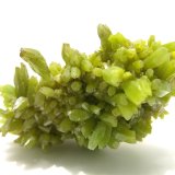 6.5 x 4 cm
(Autor: Jean Suffert)