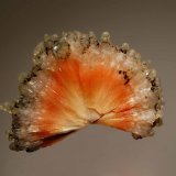 Scolecite
3.6 x 4.7 cm
(Autor: Michael Shaw)