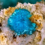 Serpierite
FOV 1 mm
(Autor: Firmo Espinar)