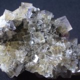 Fluorite
8cm
(Autor: colin robinson)