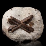 Staurolite
10.5 x 9 x 4 cm / main crystal: 7.0 cm
(Autor: MIM Museum)