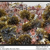 Goethite, erythrite
7 mm
(Autor: ploum)