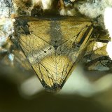Tetrahedrite and Chalcopyrite
FOV 1,3 mm
(Autor: Firmo Espinar)