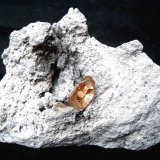 Topaz
Specimen size 8 cm, topaz crystal 1,3 cm
(Autor: Tobi)
