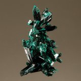 Brochantite
1.3 x 3.0 cm
(Autor: Michael Shaw)