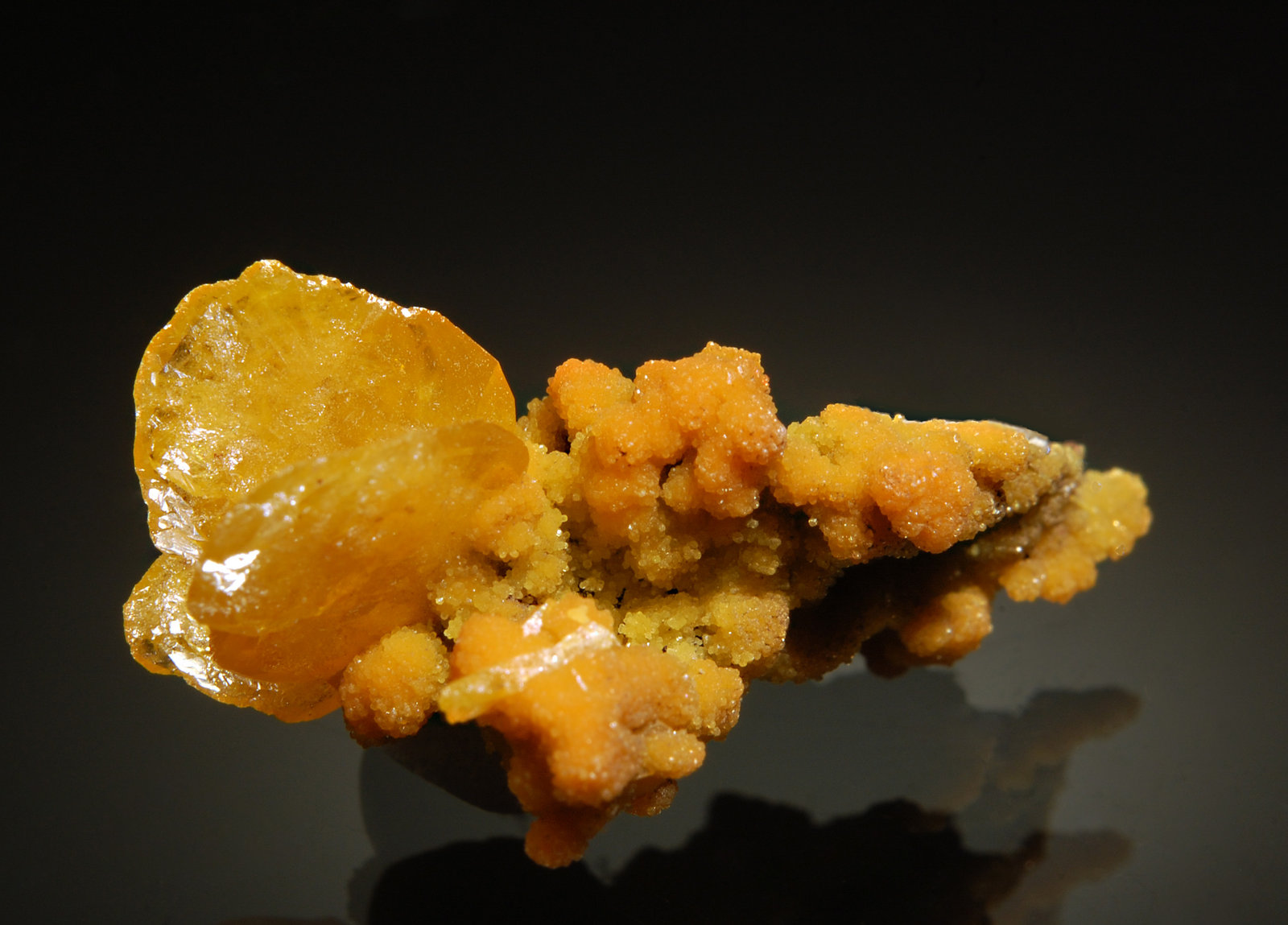 2.8 cm
(Autor: Michael Shaw)