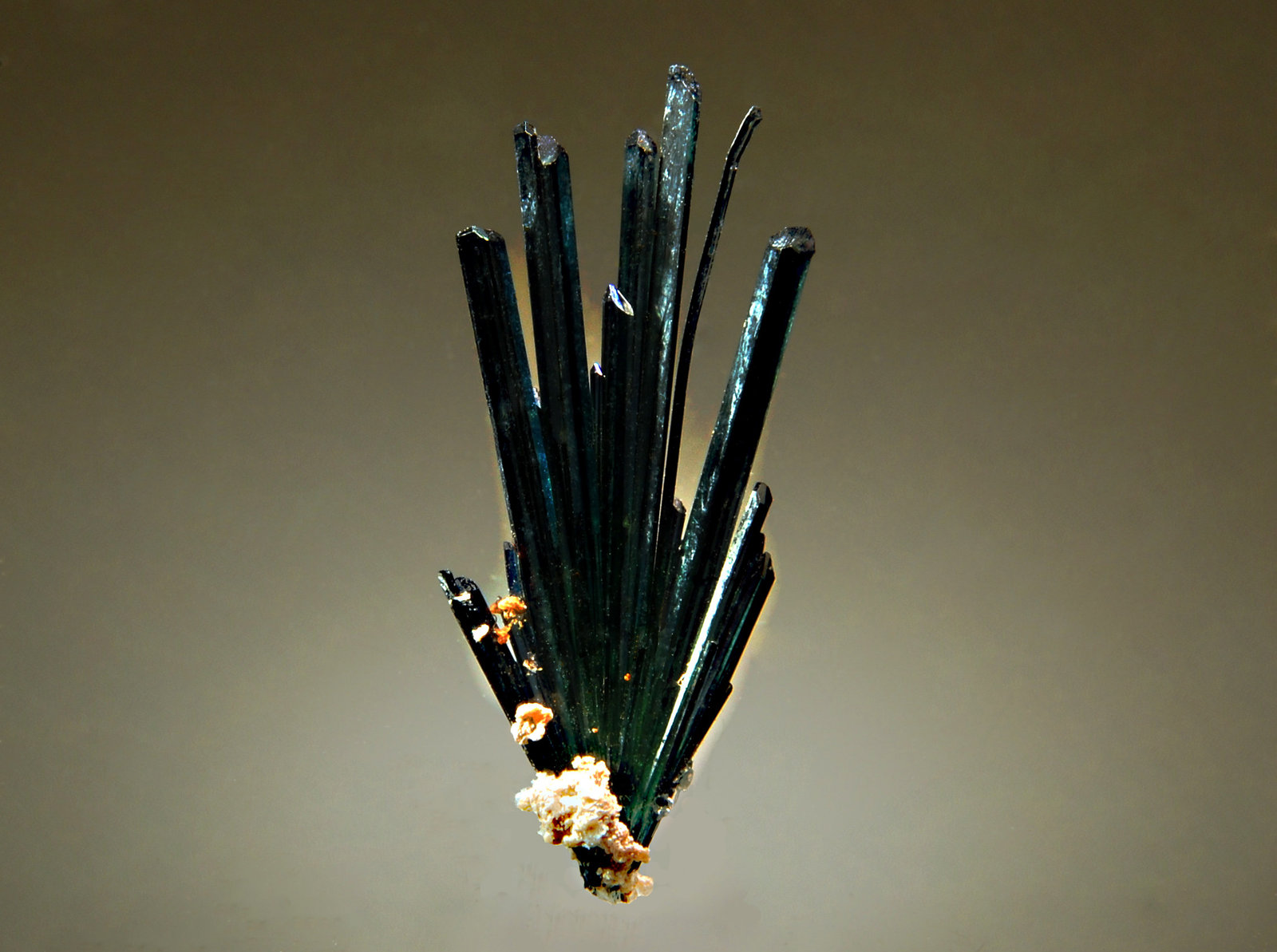 Vivianite
1.6 x 3.0 cm
(Autor: Michael Shaw)