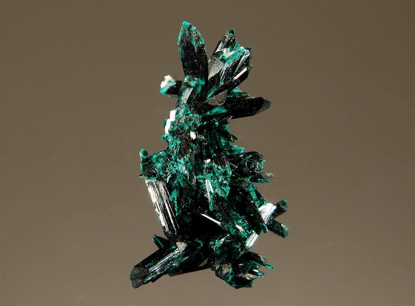 Brochantite
1.3 x 3.0 cm
(Autor: Michael Shaw)
