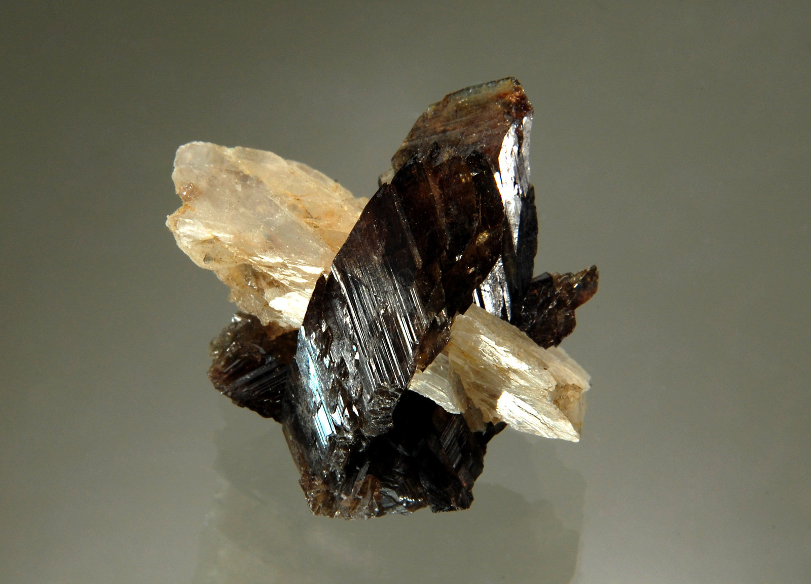 Axinite-(Fe)
2.8 x 2.9 cm
(Autor: Michael Shaw)