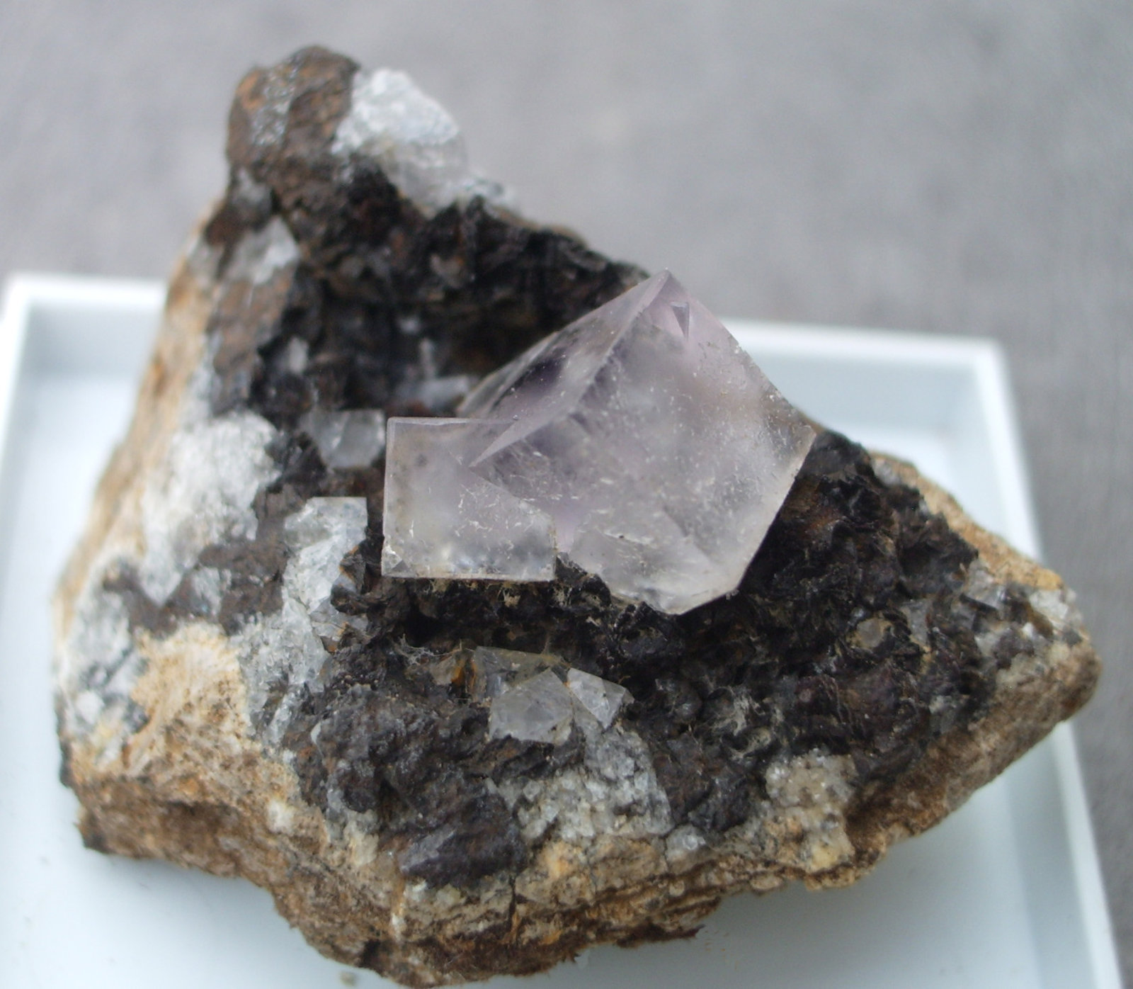 Fluorite
2.5cm
(Autor: colin robinson)