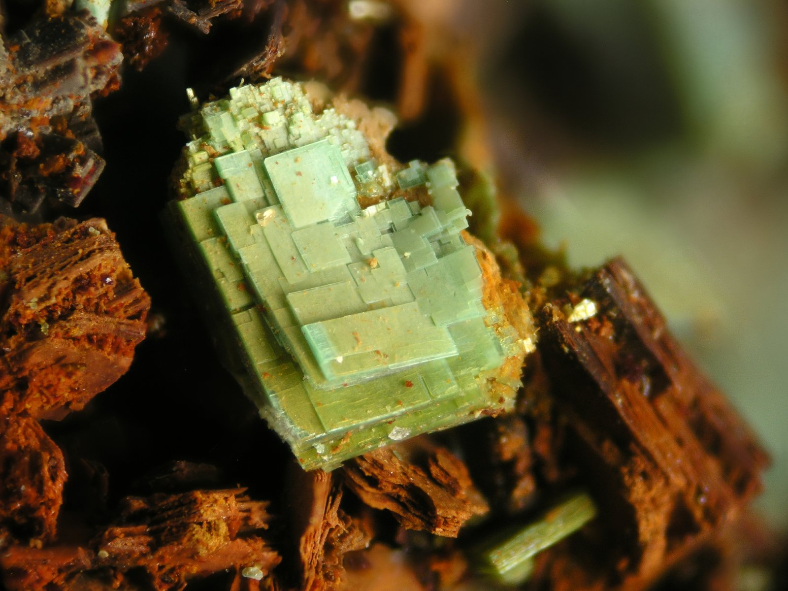 Metatorbernite
FOV 5 mm
(Autor: Cesar M. Salvan)